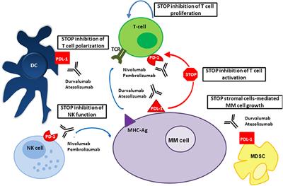 Promises and Pitfalls in the Use of PD-1/PD-L1 Inhibitors in Multiple Myeloma